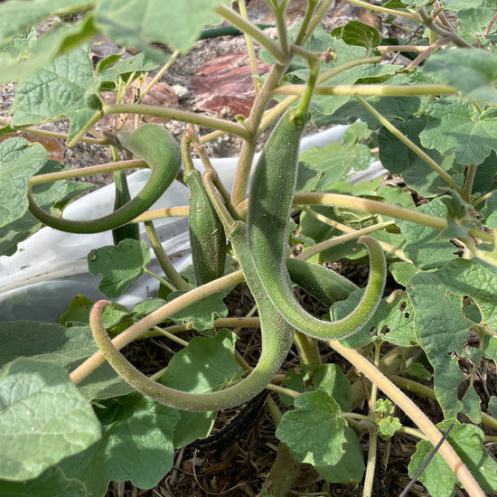 Helagah – Native-Seeds-Search