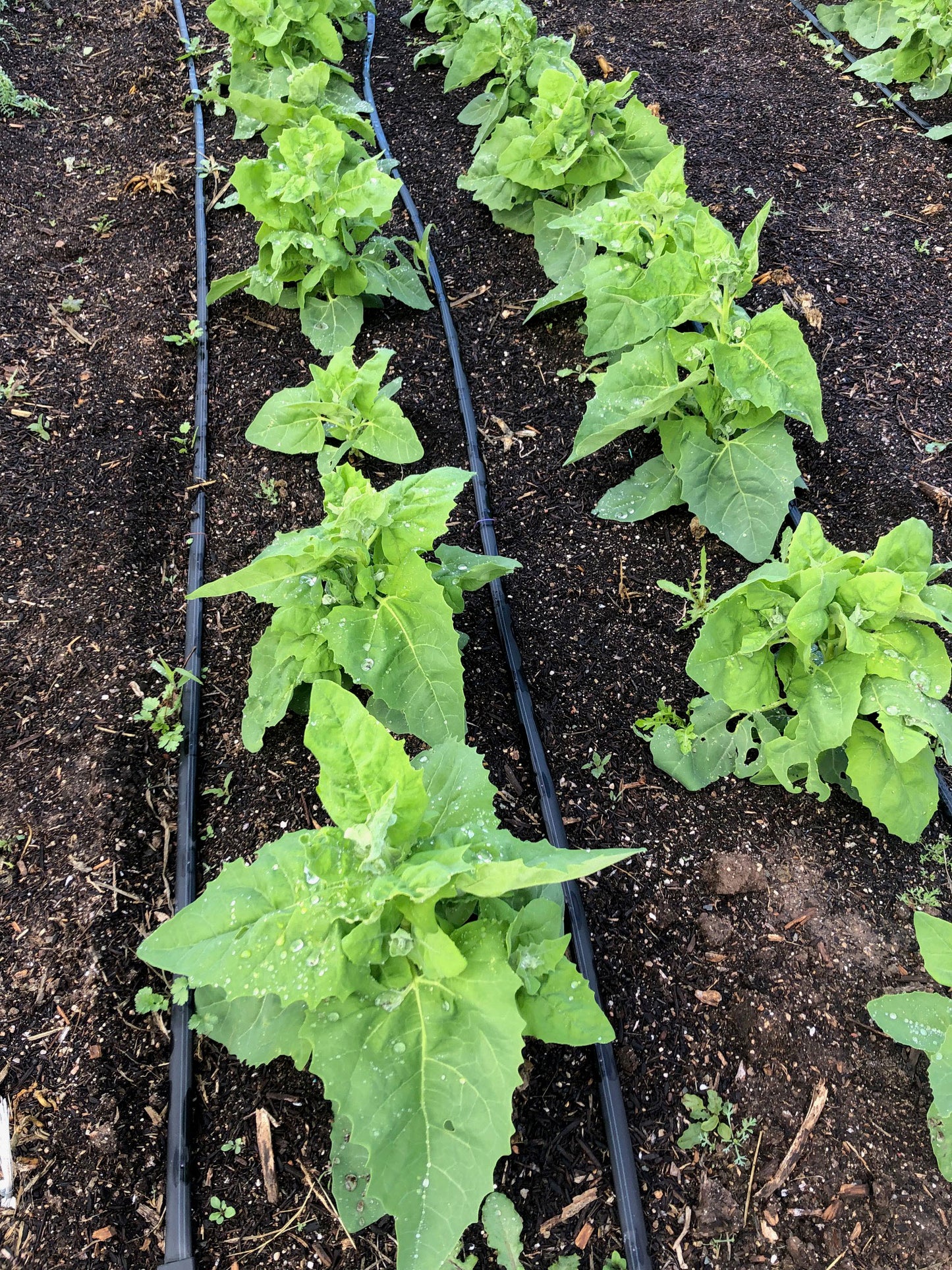 Sacramento Mountains Spinach