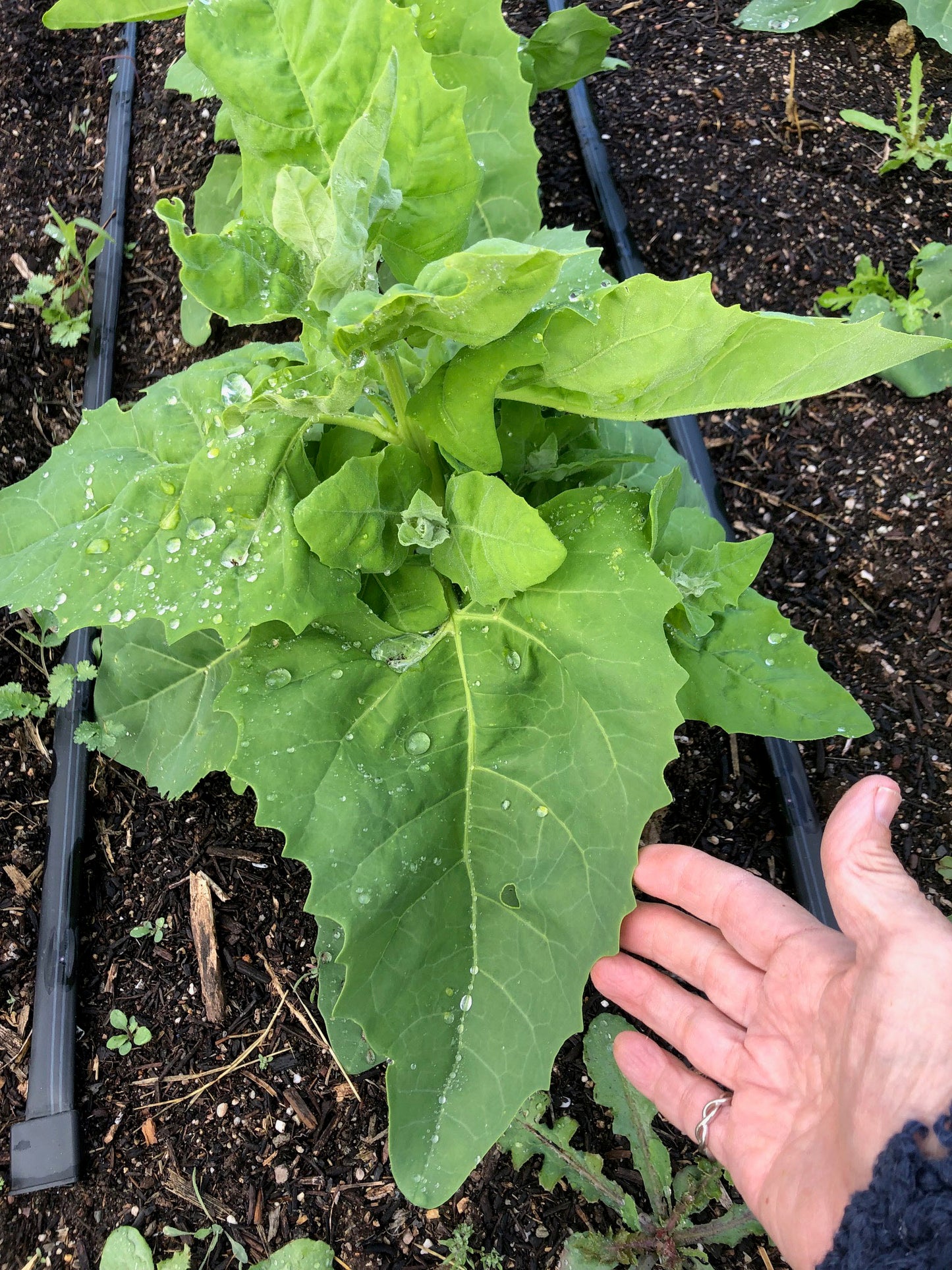 Sacramento Mountains Spinach