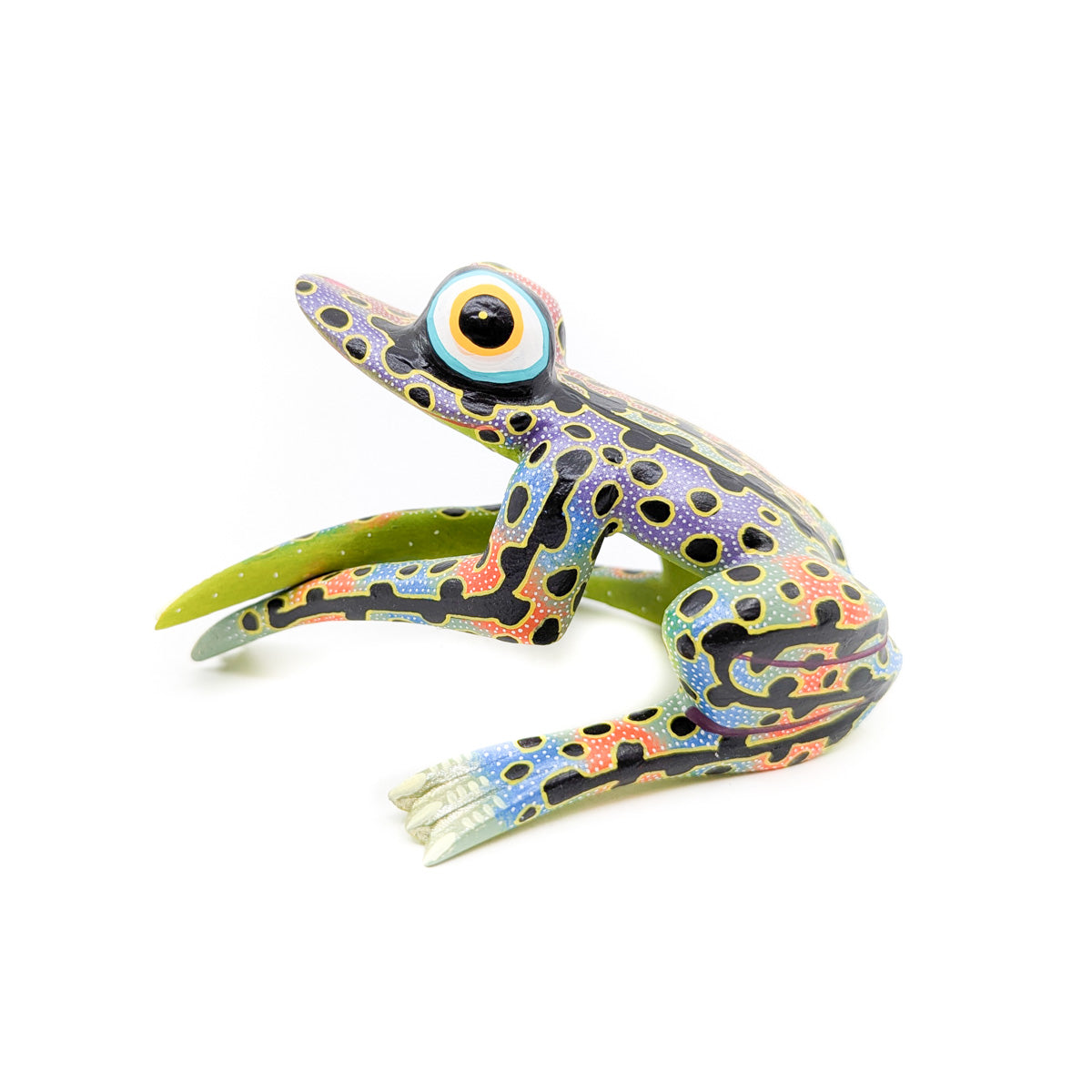 Colorful Tree Frog