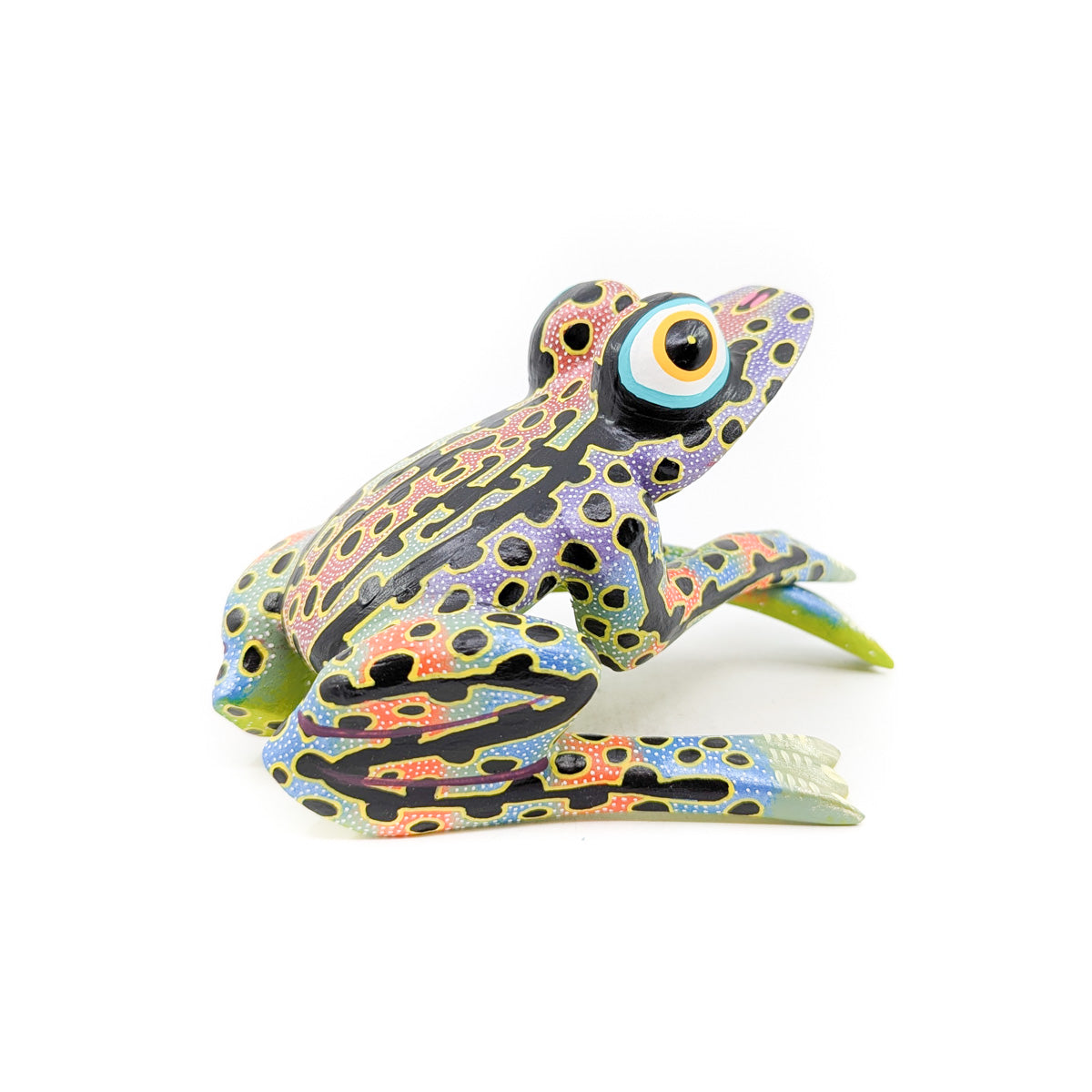 Colorful Tree Frog