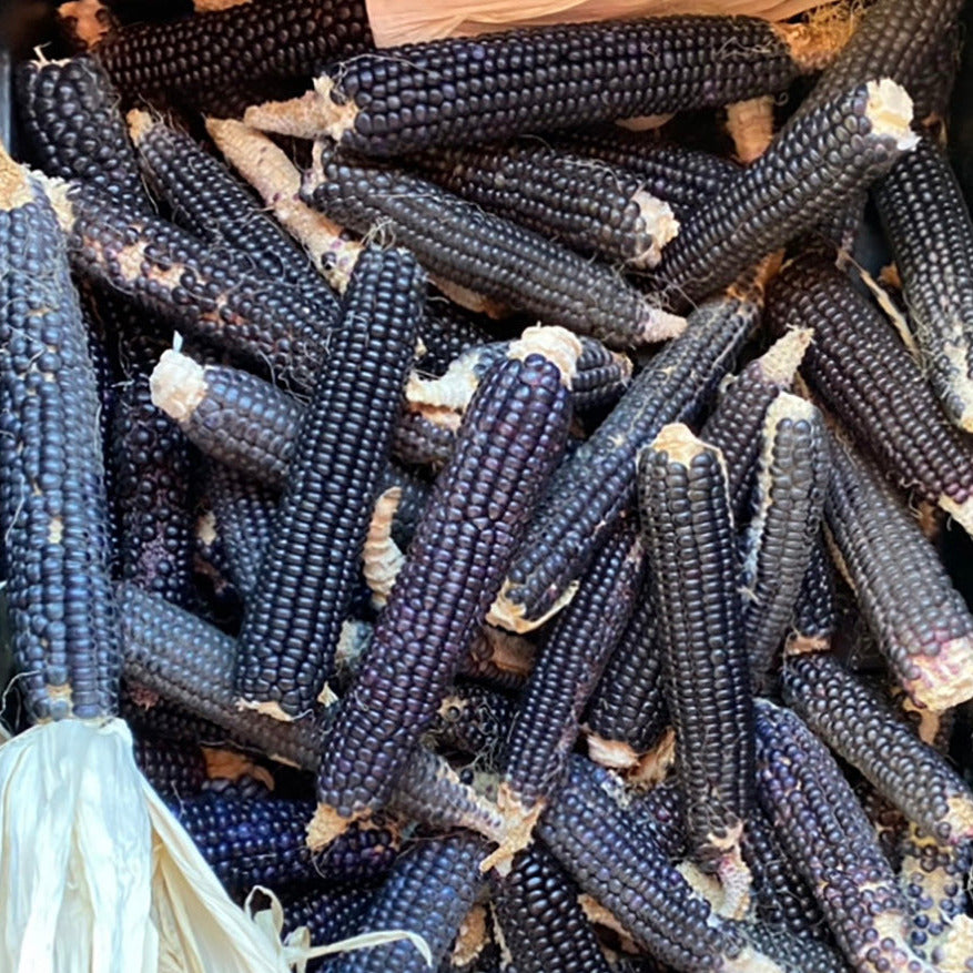 long slender dark blue corn ears