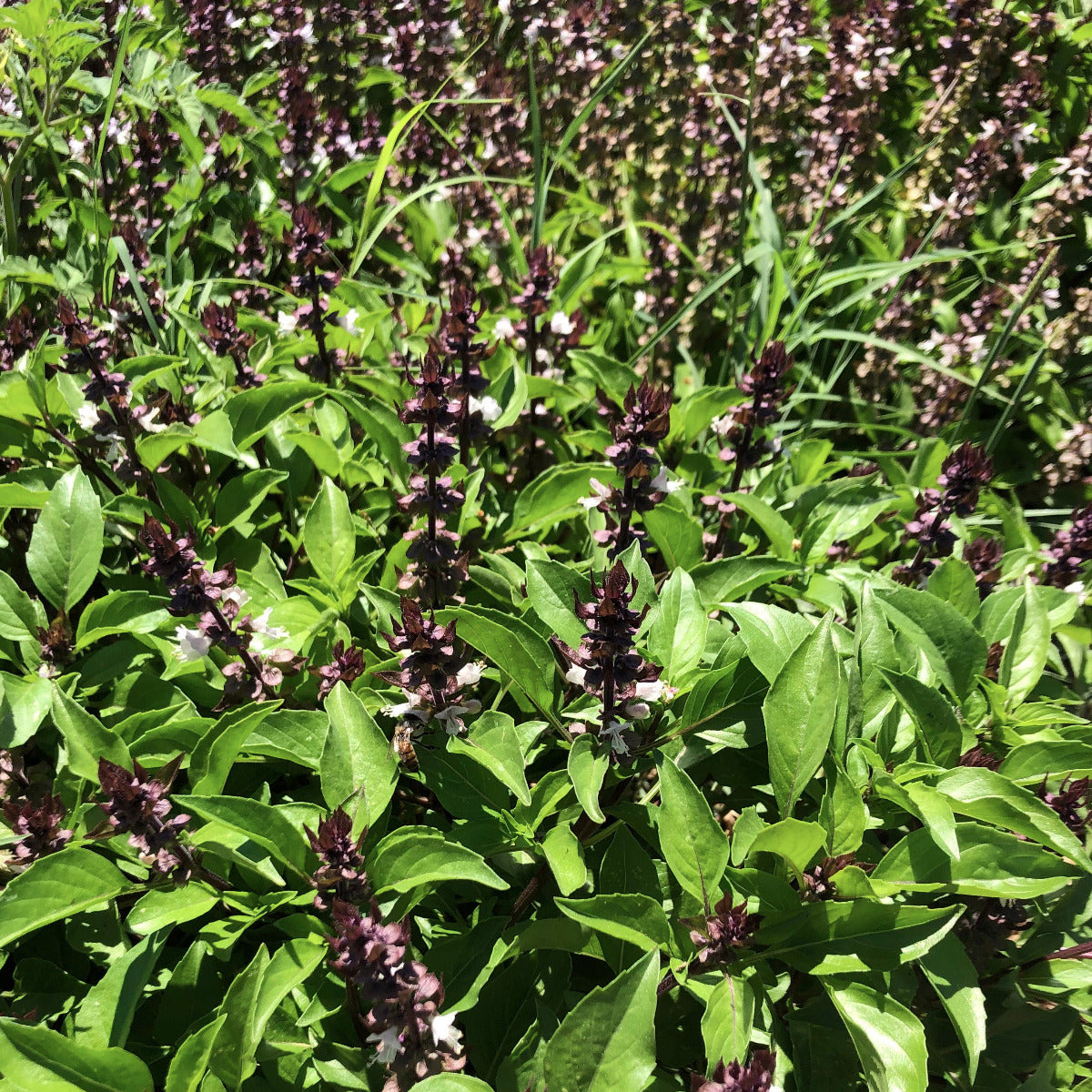 Basil plant with green leaves and purple flowers in a garden setting