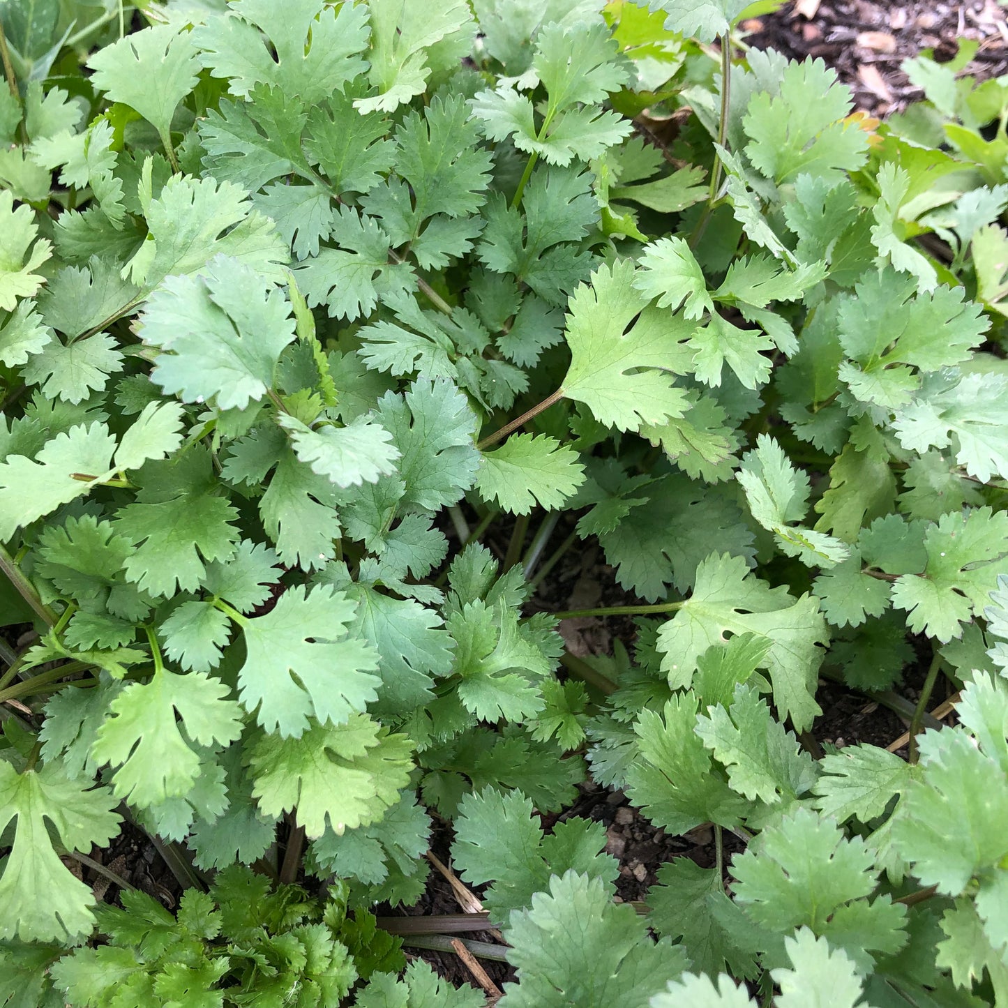 mayo garden seeds Mayo Cilantro