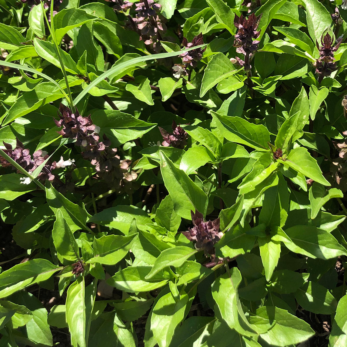 seeds basil plant Mayo/Yoeme Basil