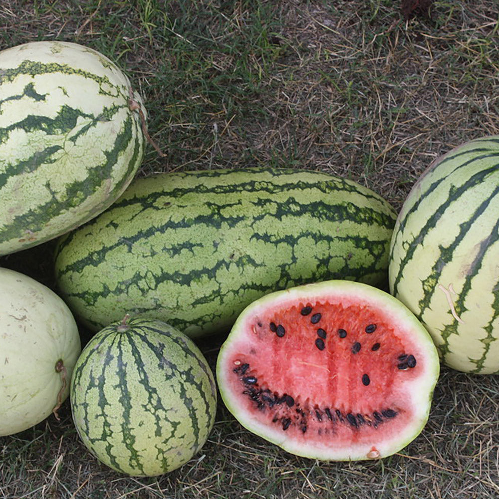 Mayo – Native-Seeds-Search