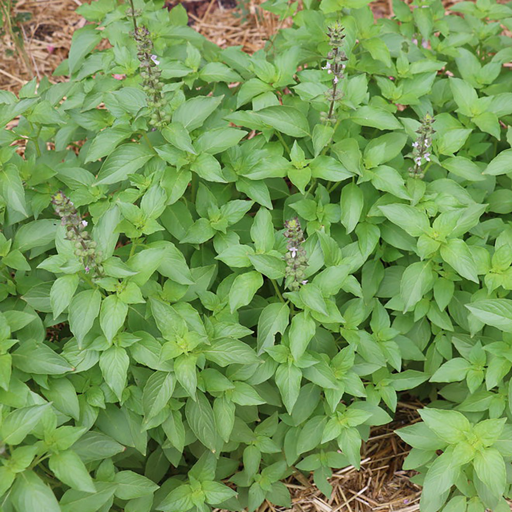 Mrs Burns' Famous Lemon Basil