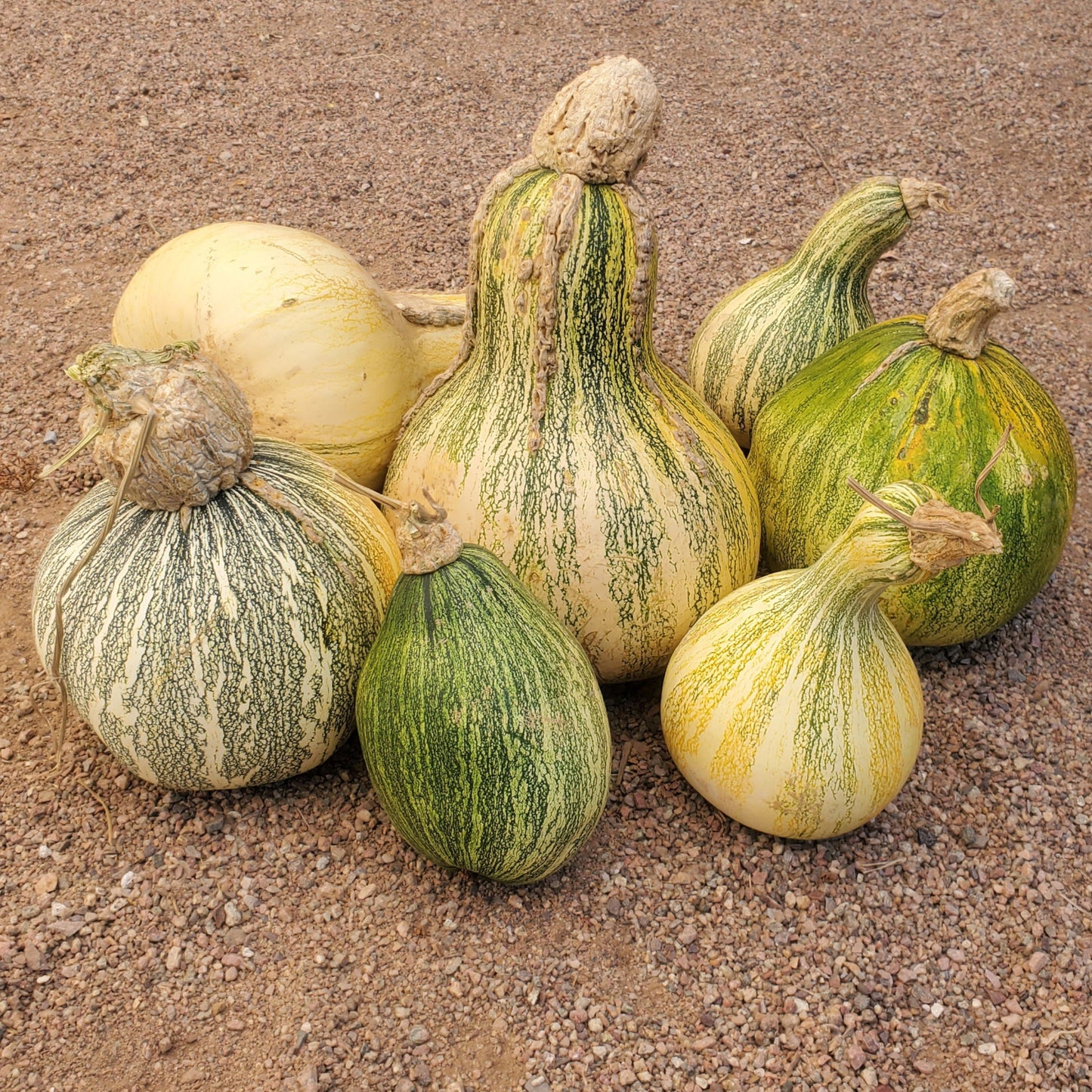 Navajo Cushaw (Tail Squash)