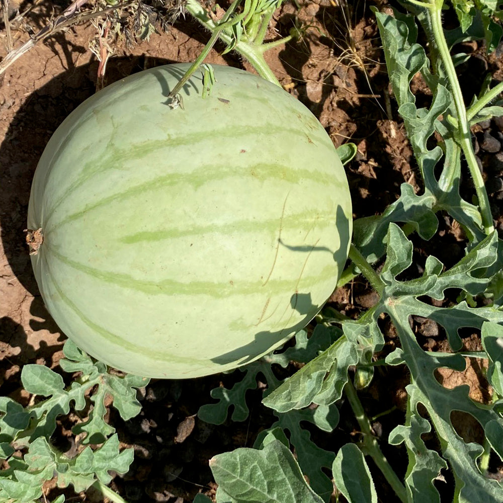Native Watermelon NASS > Navajo / Diné – Native-Seeds-Search