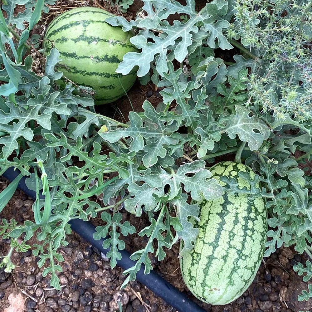 Native Watermelon NASS > Watermelon – Native-Seeds-Search