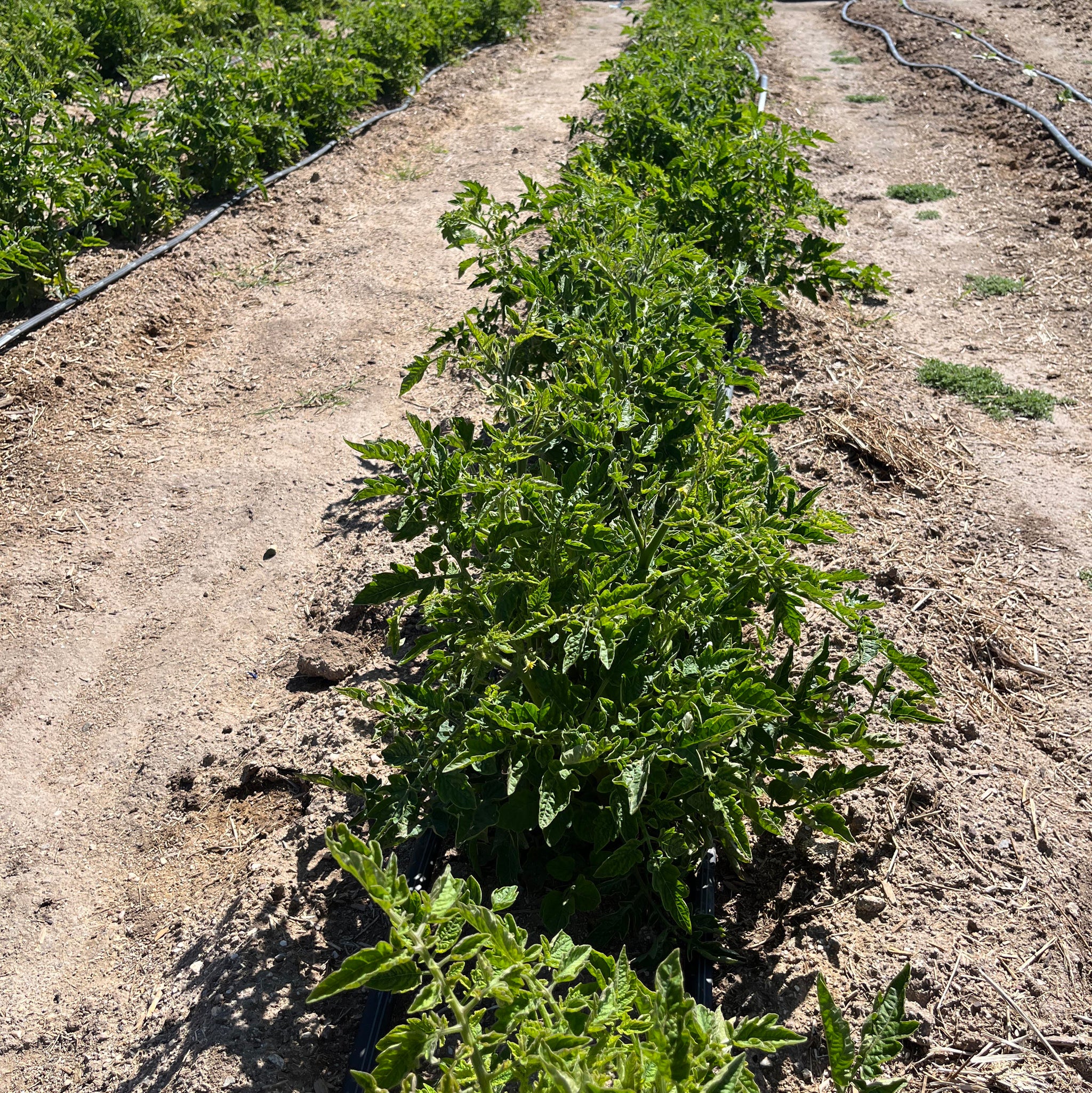 Nichol's Heirloom NativeSeedsSearch