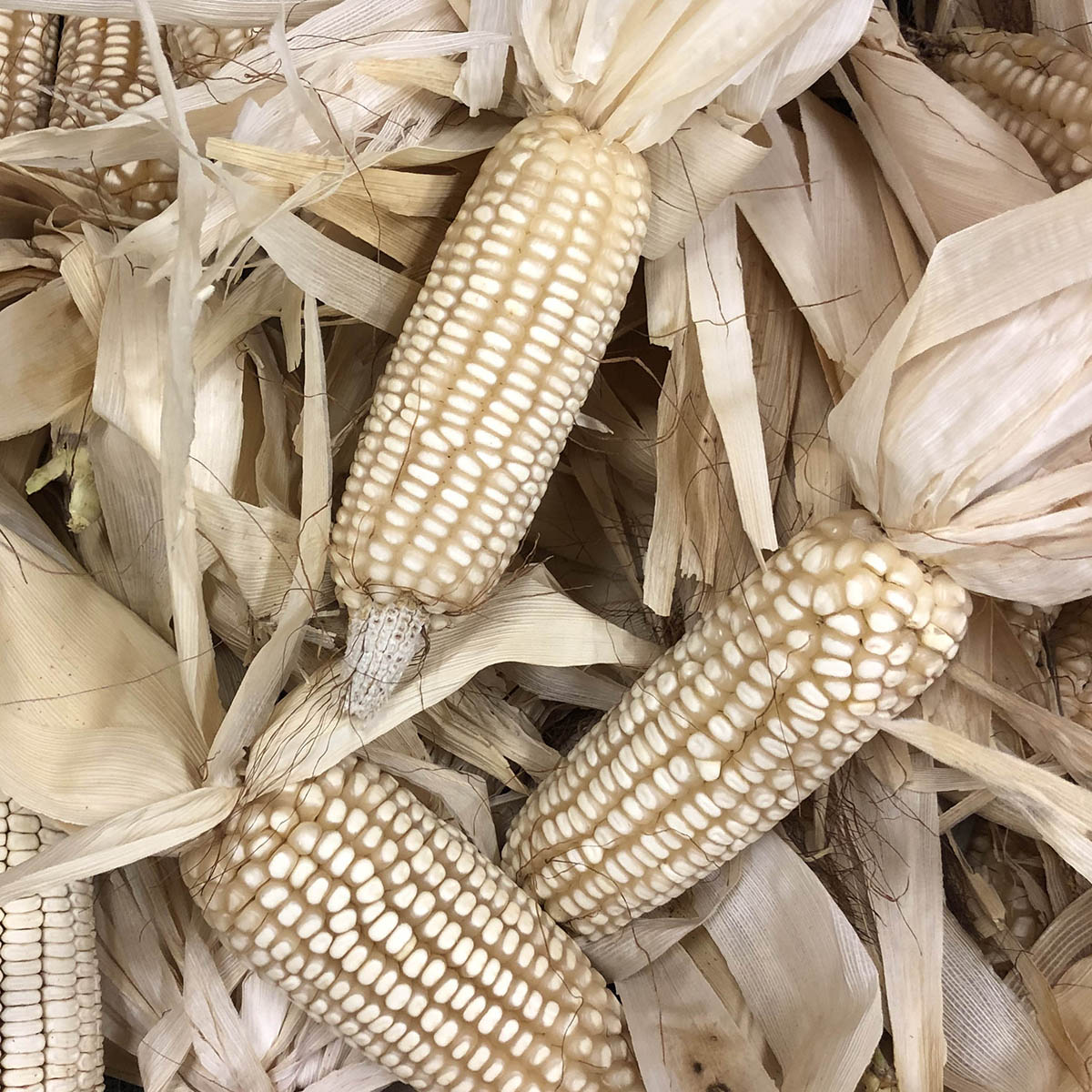 A collection of dried Zea mays (corn) ears with white and yellow kernels, some with red on the stalks and tassels, against a backdrop of beige corn husks.