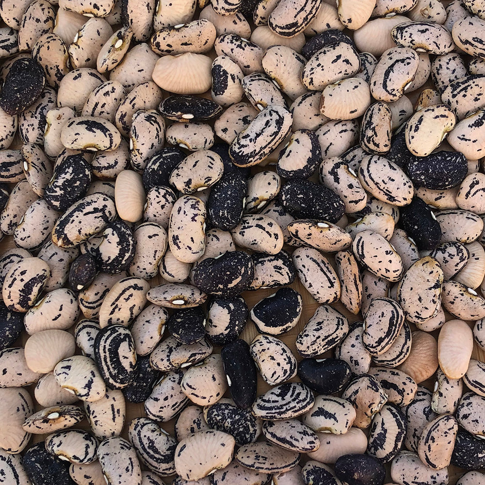 Seeds > Beans - Lima – Native-Seeds-Search