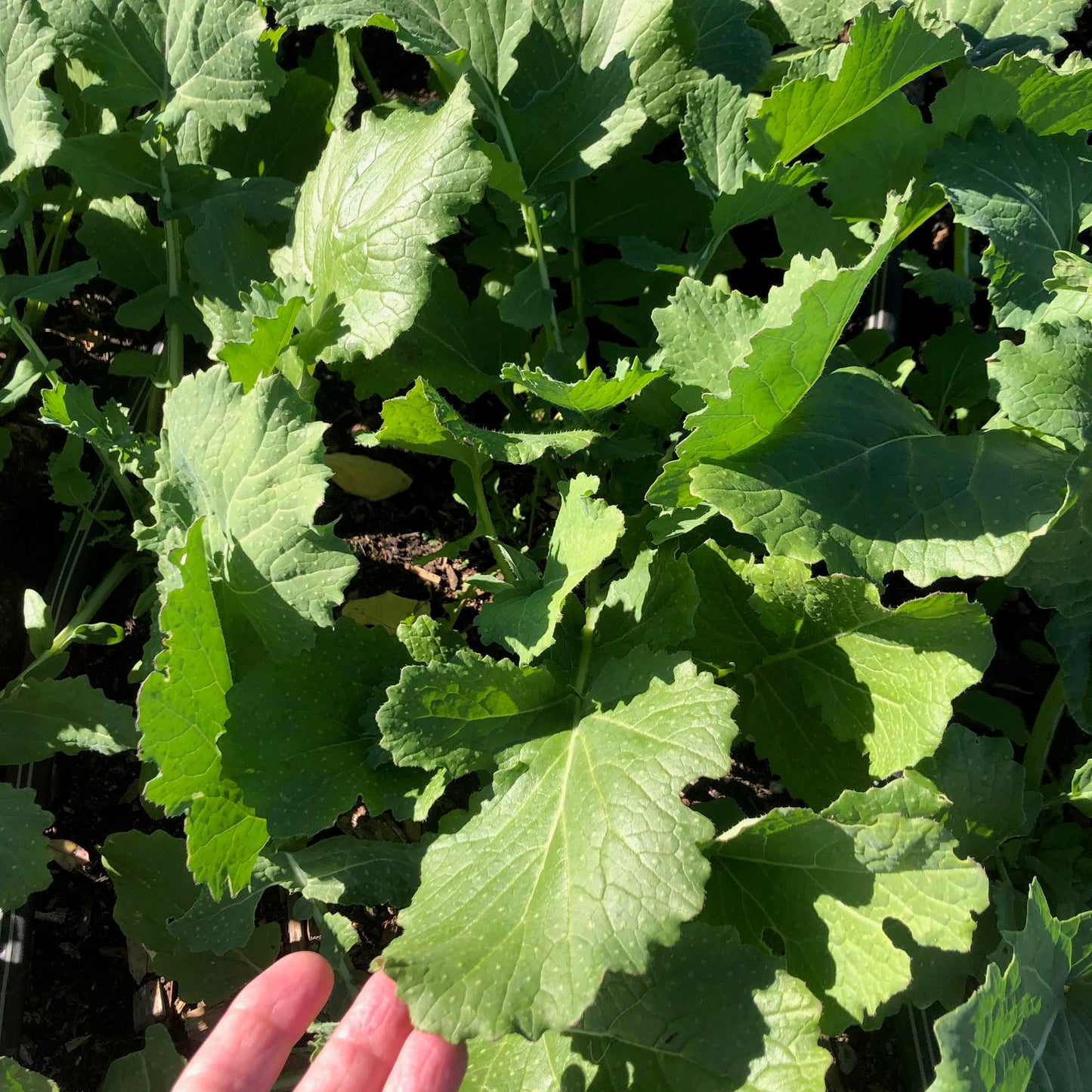 Rarámuri Mostaza - Large Leaf