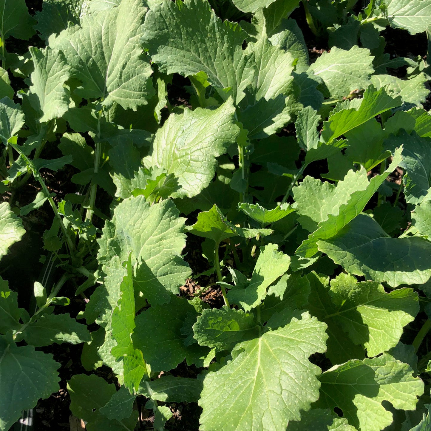 Rarámuri Mostaza - Large Leaf