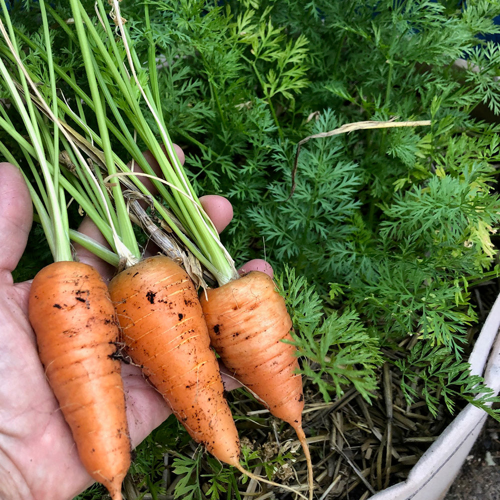 Red Cored Chantenay – Native-Seeds-Search