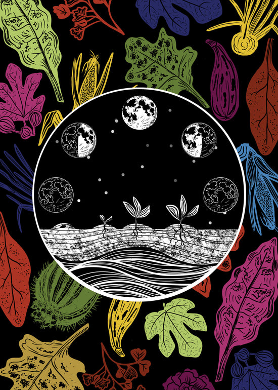 Sonoran Seasons Card Set