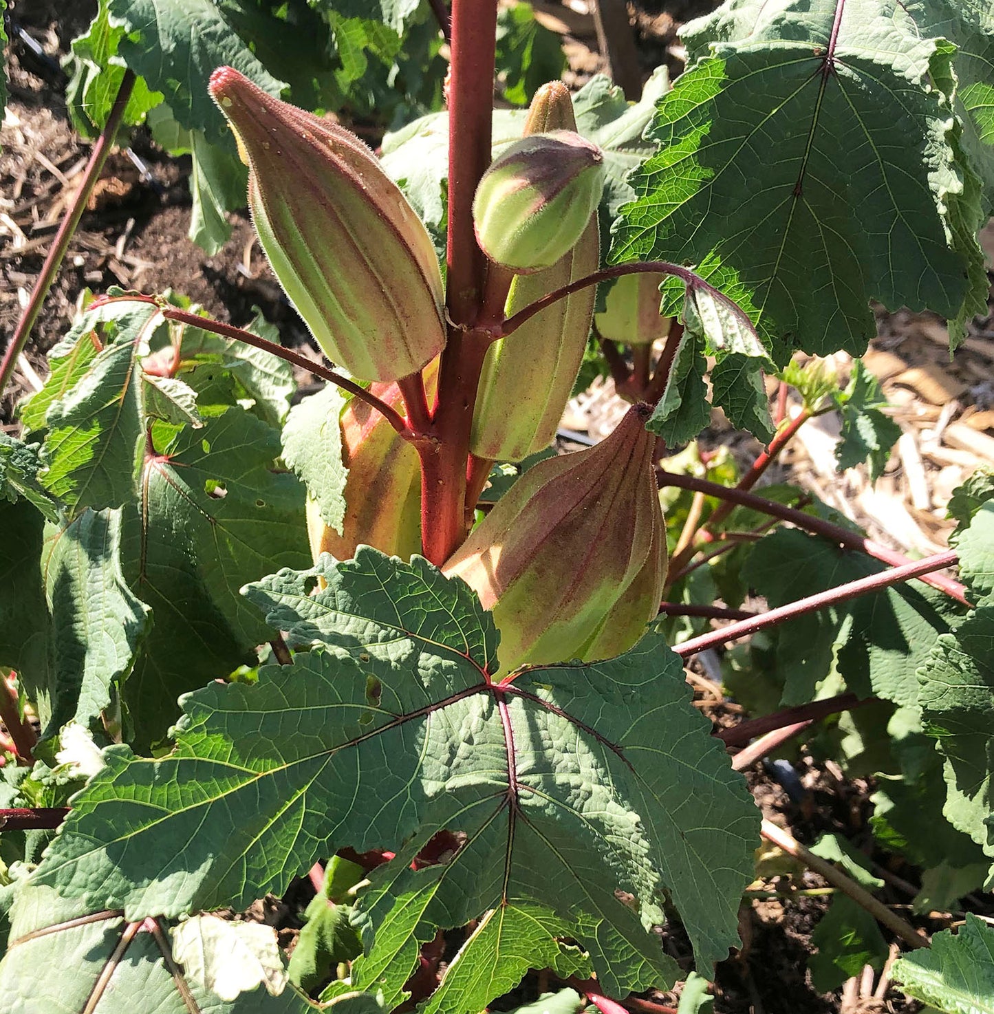 planting okra seeds texas Texas Hill Country Red – Native-Seeds-Search