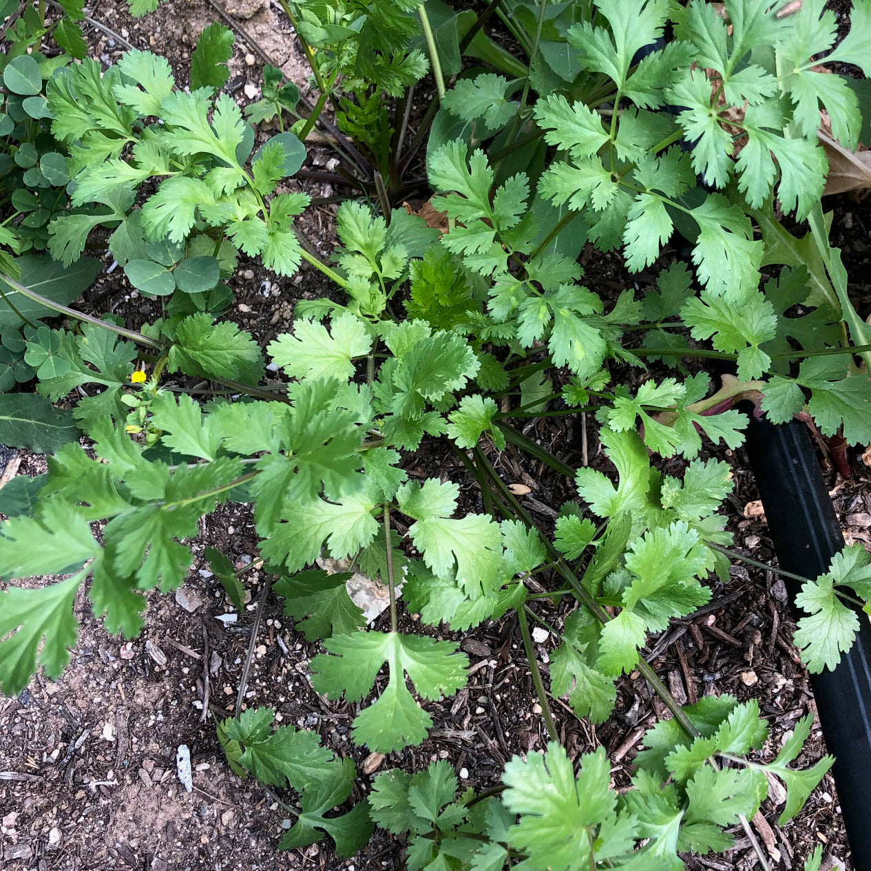 Chinese Grocery Cilantro