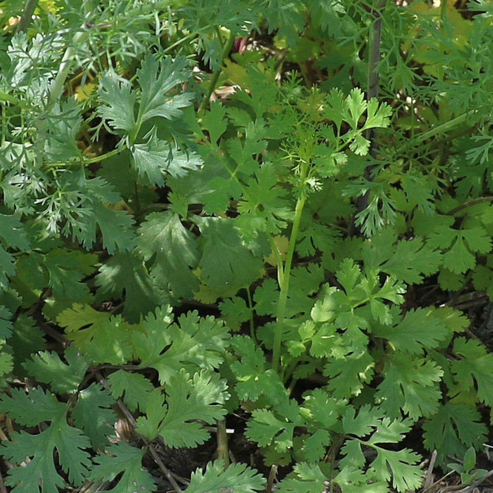 Chinese Grocery Cilantro