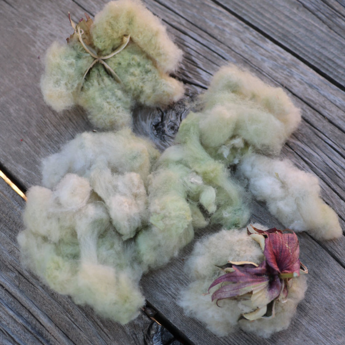 where to buy cotton seeds for planting Davis Green Cotton – Native-Seeds-Search