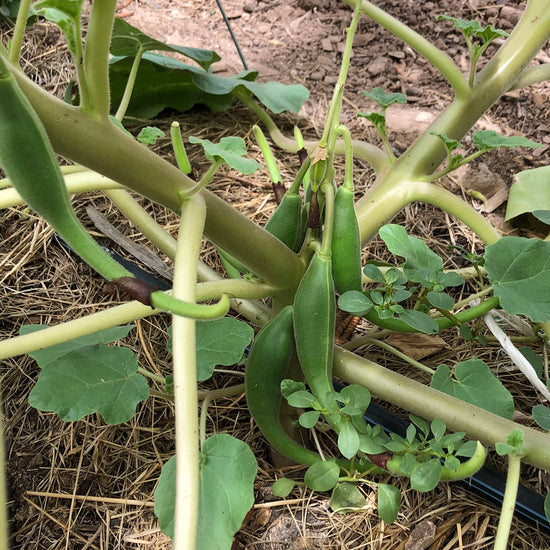 devil's claw plant seeds for sale San Carlos Apache Wild Devil's Claw