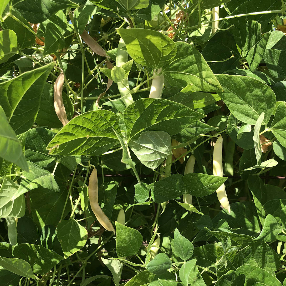 seeds santa rosa S'oam Baw