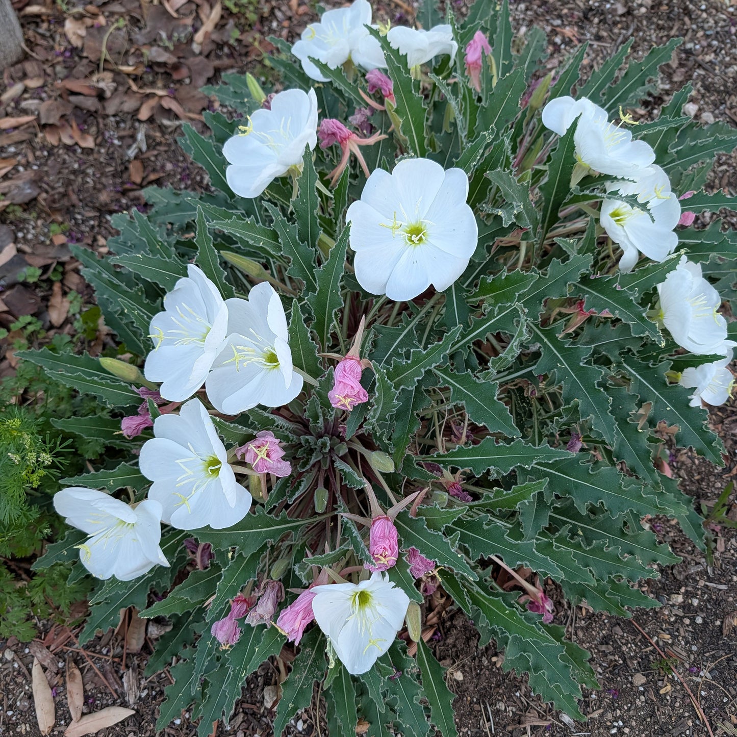 evening primrose flower seeds White Evening Primrose