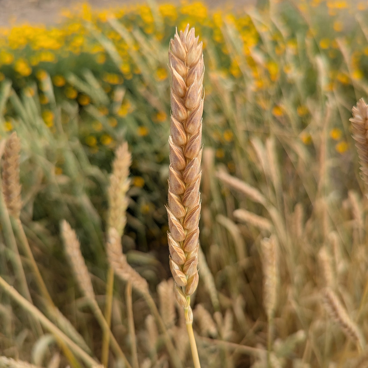 wheat seeds for planting White Sonora – Native-Seeds-Search