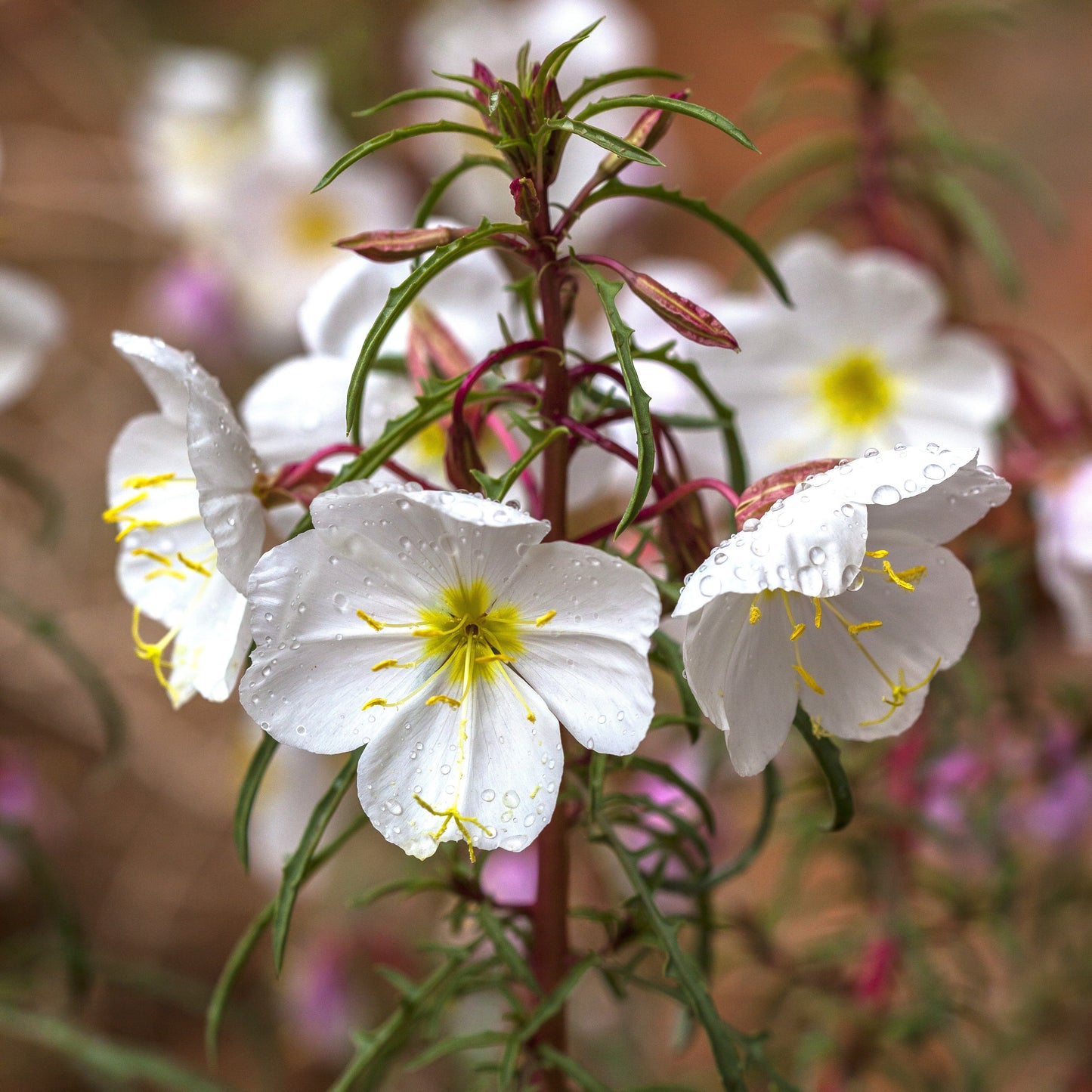 White Evening Primrose