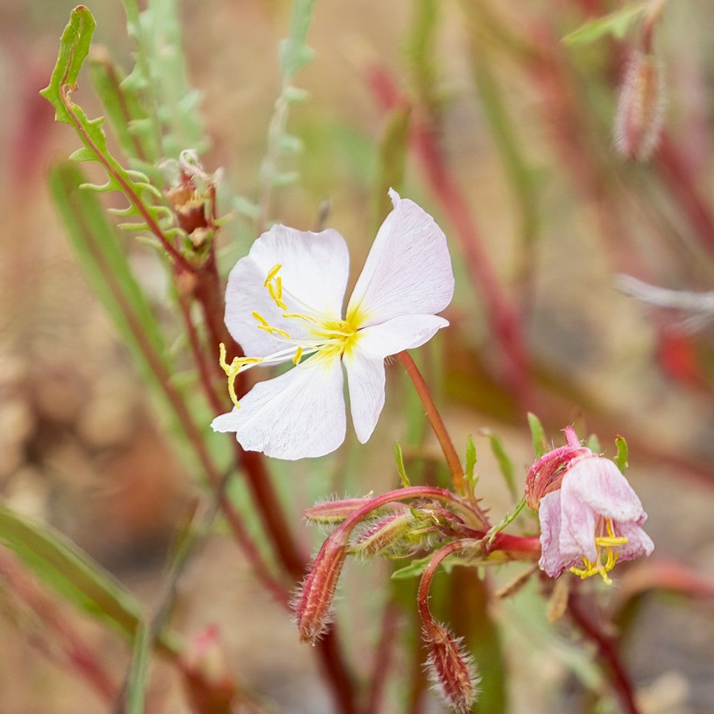 White Evening Primrose