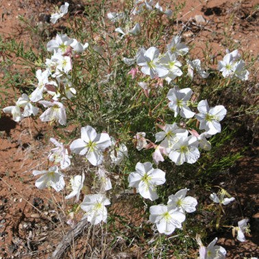 White Evening Primrose