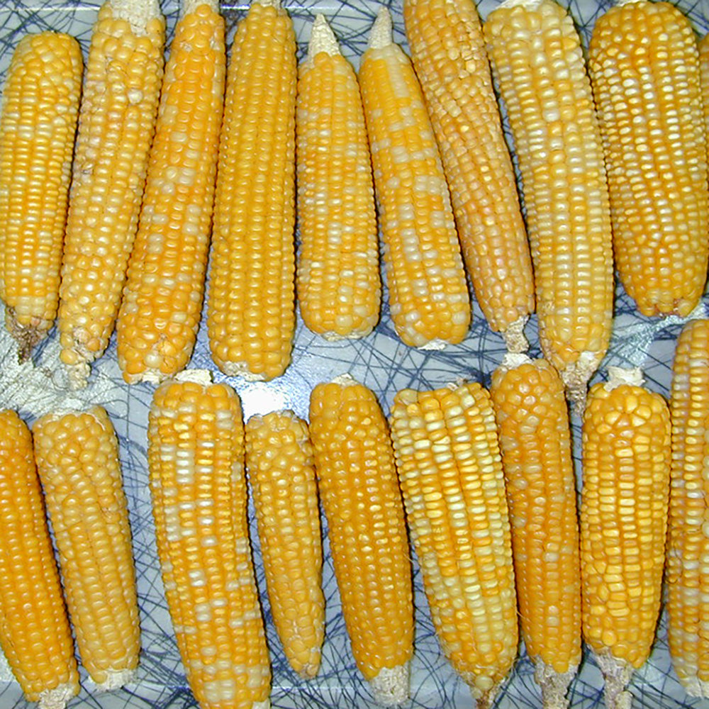Mayo Yellow "Chapalote"