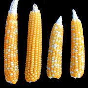 Mayo Yellow "Chapalote"