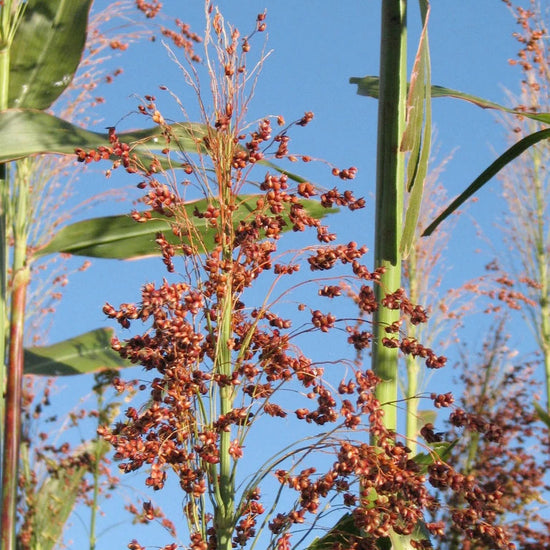 Apache Red "Sugarcane"