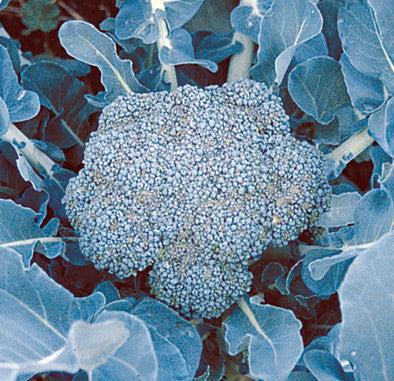 Broccoli Raab