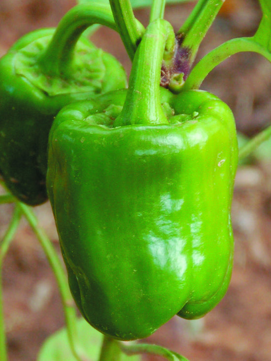 california hot sauce pepper plant California Wonder – Native-Seeds-Search
