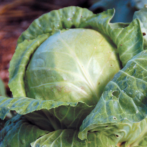 golden acre cabbage grows well in winter garden