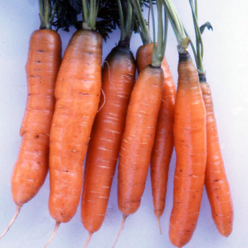 Load image into Gallery viewer, scarlet nantes carrots heirloom
