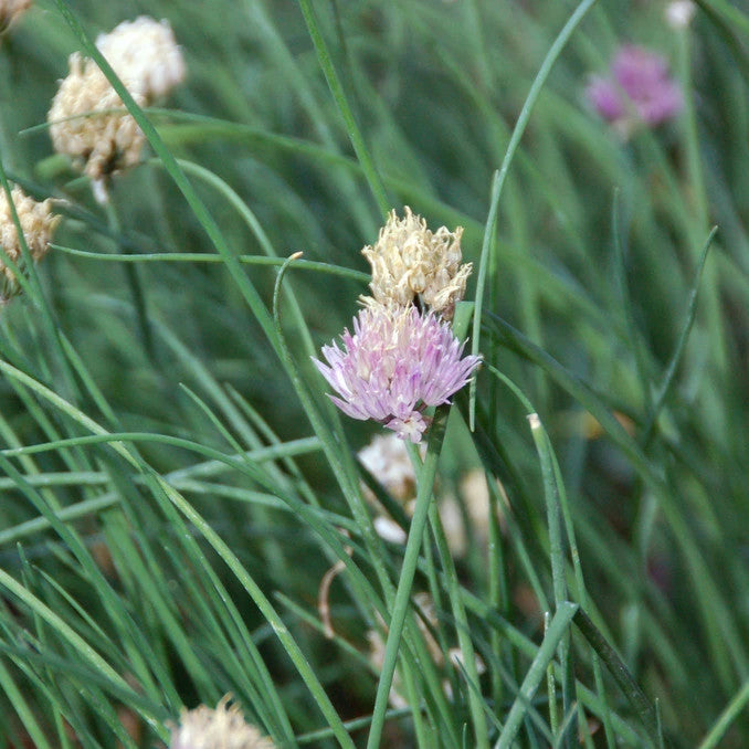 Chives: Delicious, fresh, delicate-onion flavor. Handsome, edible, pink flower globes provide a source of long-lasting cut flowers. 12" tall. 