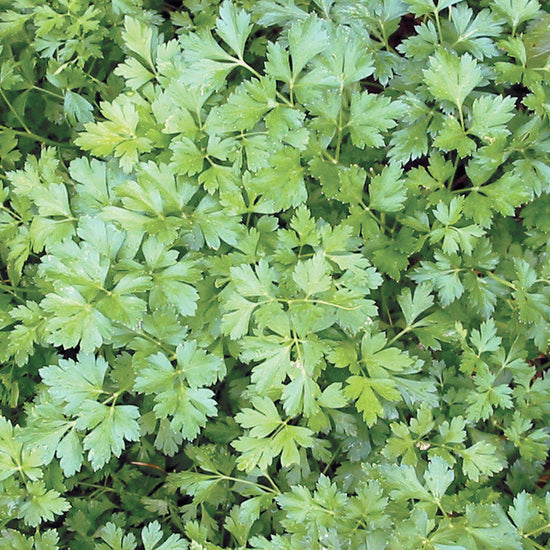 Petroselinum crispum. Italian Parsley. Flat celery-like leaves. The preferred parsley for cooking. Great fresh or dried. Not from our seed bank collection, but your purchase supports our conservation mission.  2-3' tall. Approx. 0.5g/80 seeds per packet.