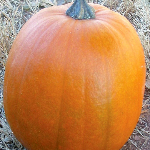 planting big max pumpkin seeds Big Max Pumpkin