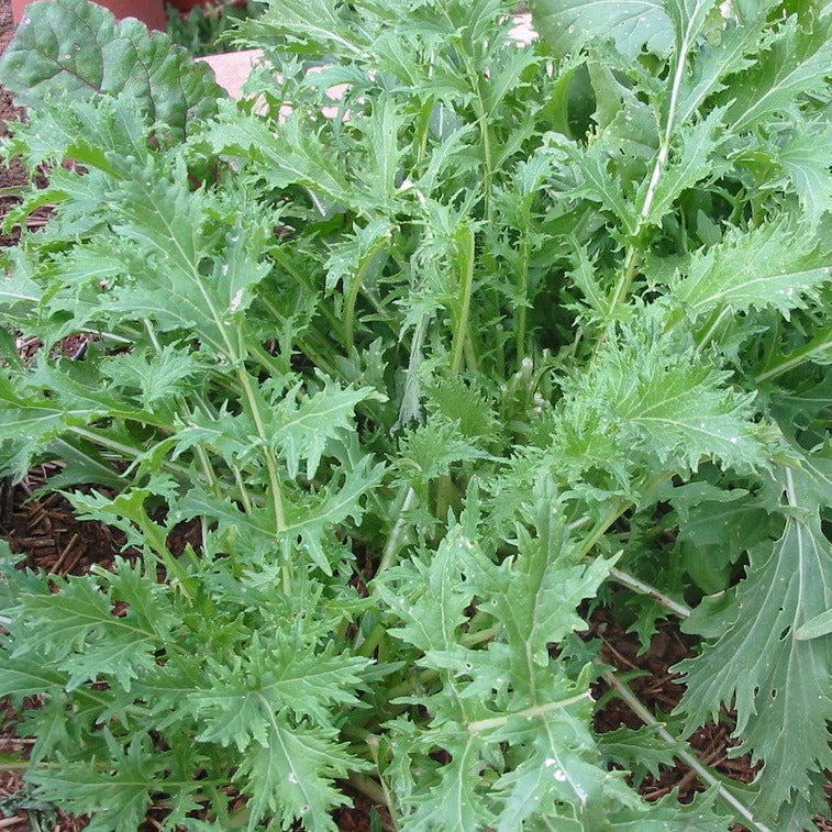 Native Seeds Search Specializing in drought tolerant heirloom seeds. NativeSeedsSearch