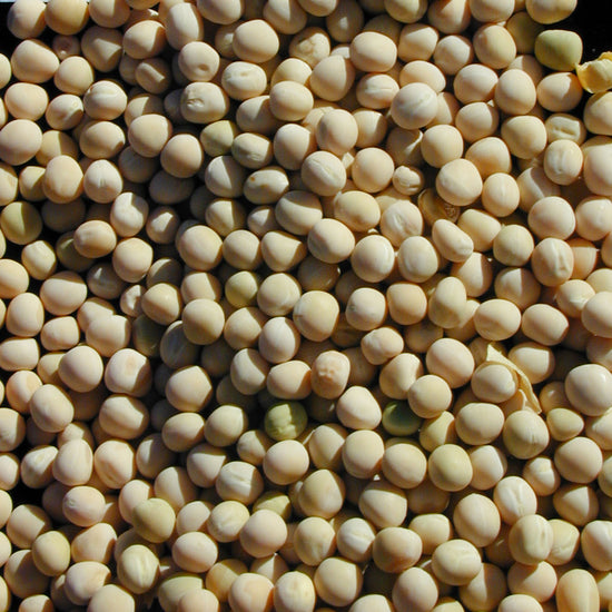 Smooth, tan, dry peas / seeds