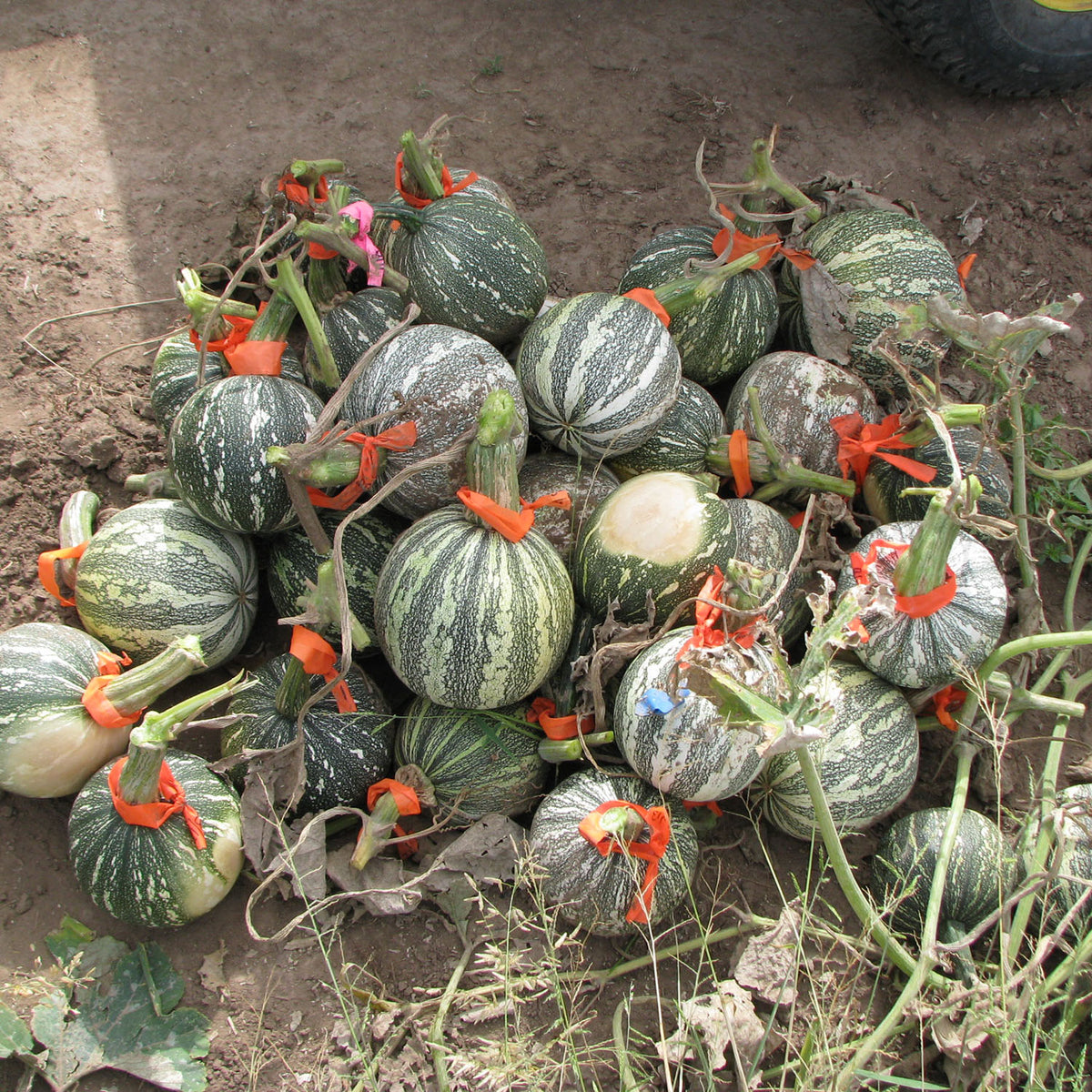 Halawe Chipu – Native-Seeds-Search
