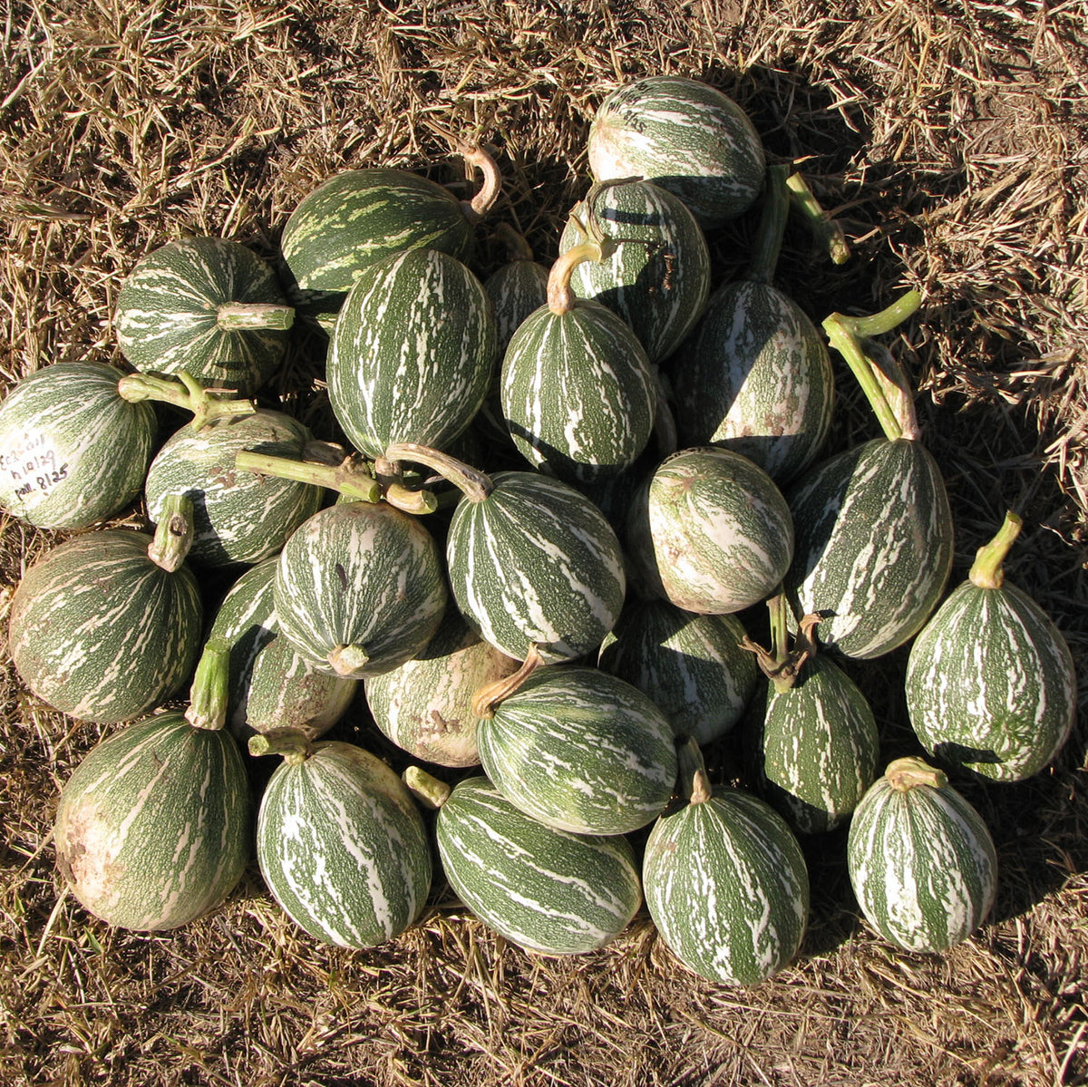 Halawe Chipu – Native-Seeds-Search
