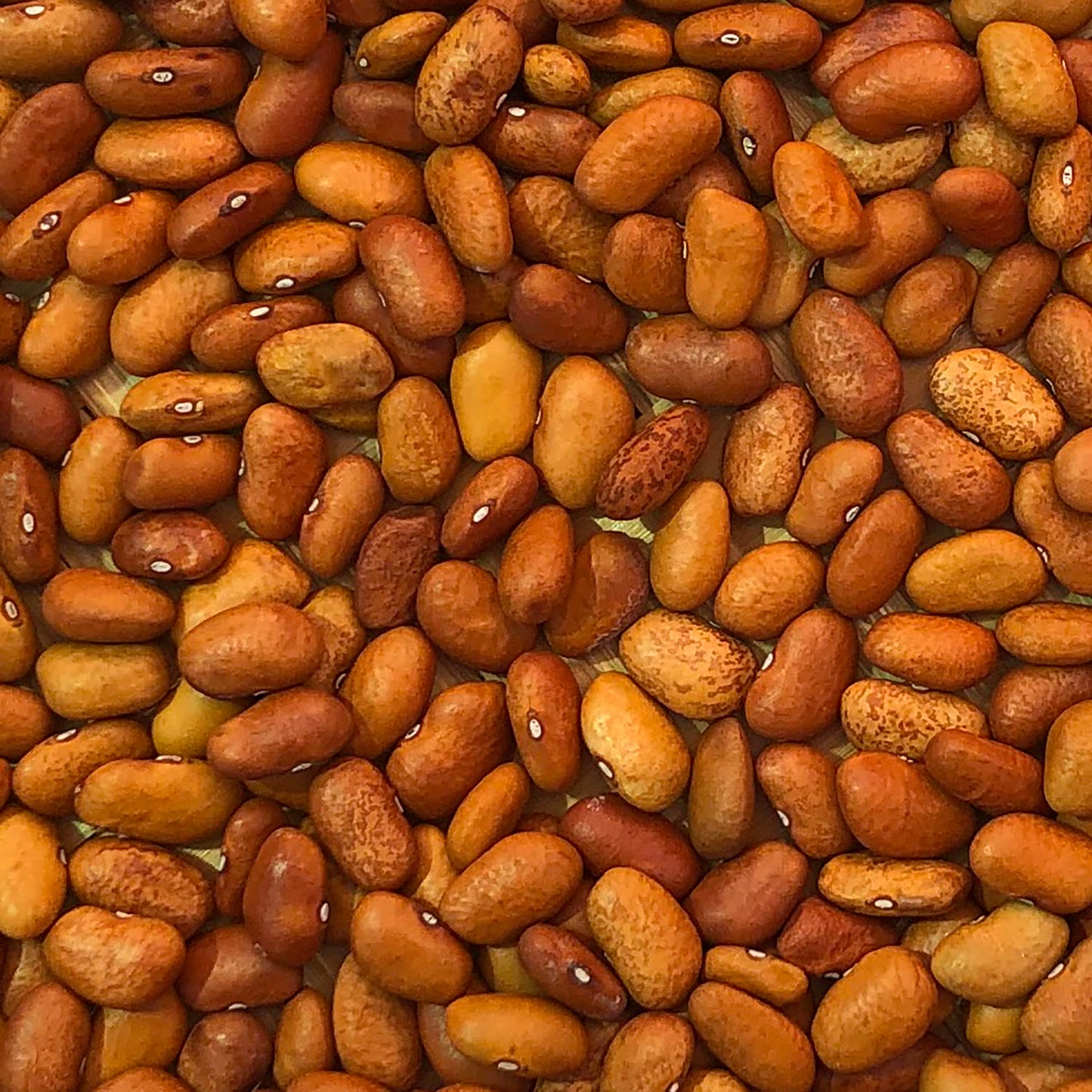 S'oam Pawi - Ali Chukson – Native-Seeds-Search