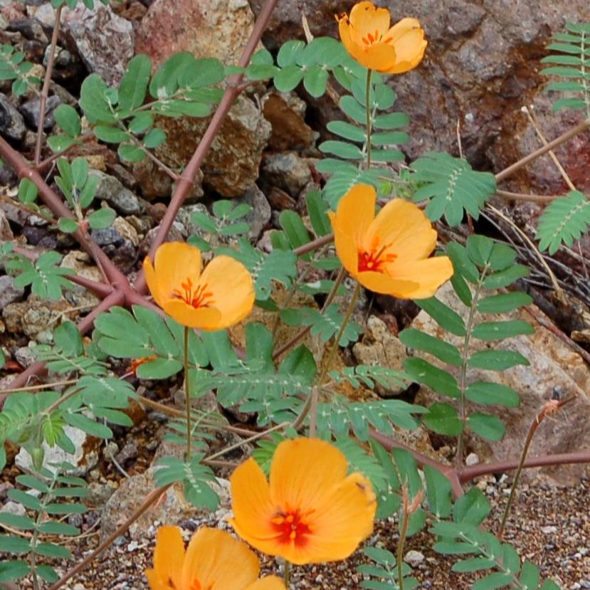 Load image into Gallery viewer, Kallstroemia grandiflora. The flowers on this sprawling summer bloomer are eye-catching yellow with red/orange centers. The plant will continue blooming for weeks in the heat of the summer. Plant seeds in spring or summer.

