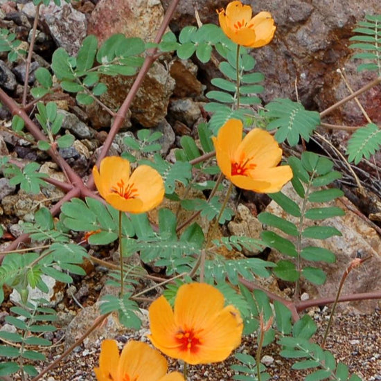 arizona wildflowers seeds Arizona Summer Poppy-Caltrops