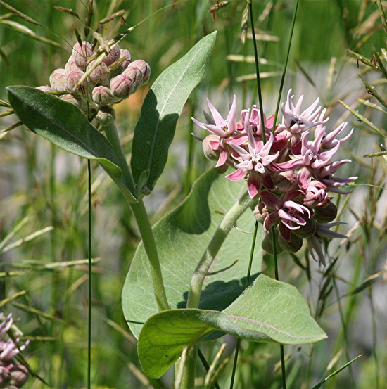 Load image into Gallery viewer, Showy milkweed does well in the low desert and is great for attracting pollinators and butterflies.
